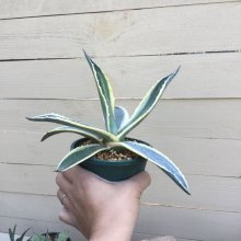 サンプル2: Agave  americana  ‘黄覆輪’