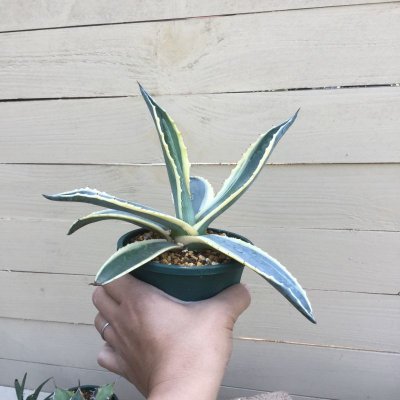 画像3: Agave  americana  ‘黄覆輪’