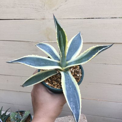 画像2: Agave  americana  ‘黄覆輪’