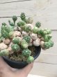画像1: ユーフォルビア　グロボーサ (1)