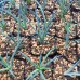 画像4: Agave stricta - v . echinus (4)