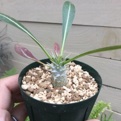 画像1: Pachypodium eburneum