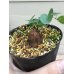 画像7: Dioscorea elephantipes  - v. montana　(アフリカ亀甲竜　v. モンタナ)