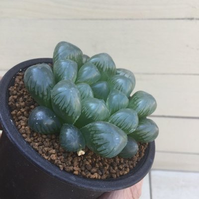 画像1: ハオルチア　ドドソン紫オブツーサ