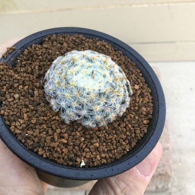 画像4: Mammillaria schiedeana　( 明星 )