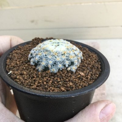 画像3: Mammillaria schiedeana　( 明星 )