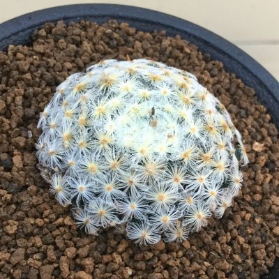 画像1: Mammillaria schiedeana　( 明星 )