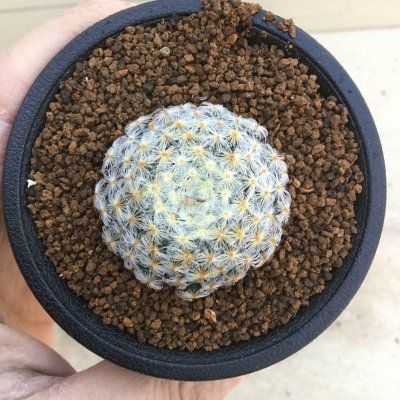 画像2: Mammillaria schiedeana　( 明星 )