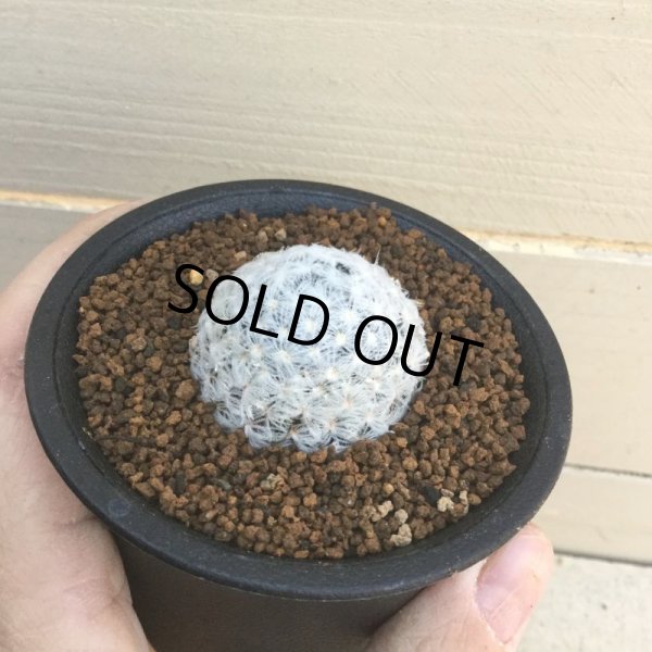 画像6: マミラリア　デュウェイ (6)