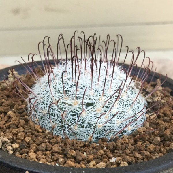 画像3: マミラリア　オリビアエ (3)