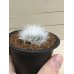 画像5: Mammillaria  guelzowiana  '  麗晃殿 '