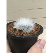 サンプル1: Mammillaria  guelzowiana  '  麗晃殿 '