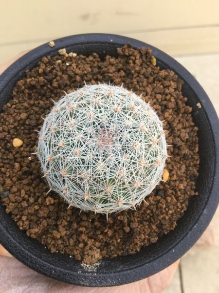 画像4: マミラリア　オリビアエ (4)