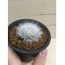 画像6: Mammillaria  guelzowiana  '  麗晃殿 '