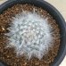 画像4: Mammillaria  guelzowiana  '  麗晃殿 '