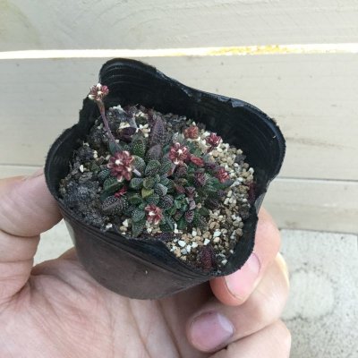 画像1: クラッスラ sp.C-1166