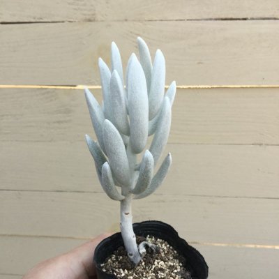 画像1: セネシオ 小型銀月