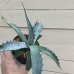 画像3: Agave scabra (3)