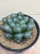 画像4: ハオルチア　ドドソン大疣紫オブツーサ (4)