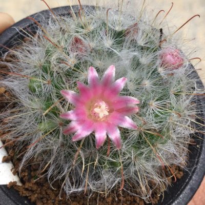 画像1: Mammillaria  bocasana 'roseiflora'   ( 赤花高砂 )