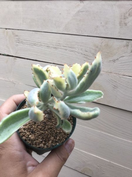 画像3: カランコエ　月の光 (3)