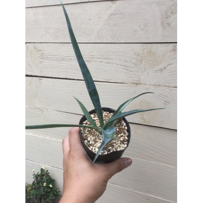 画像5: Yucca  filifera