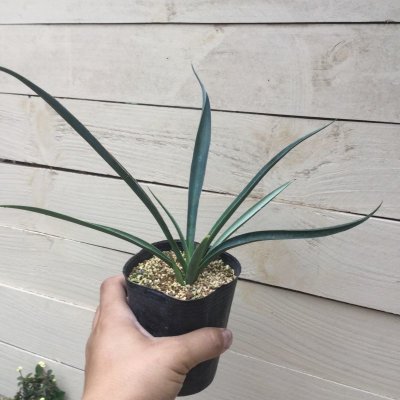 画像3: Yucca  filifera