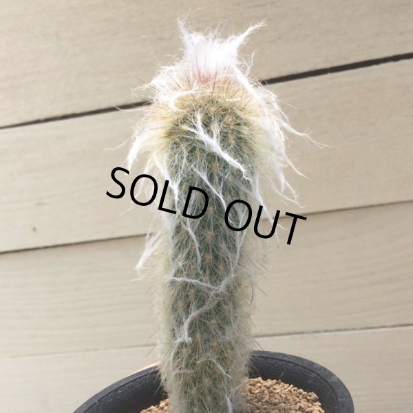 画像1: エスポストア　mirabilis (1)