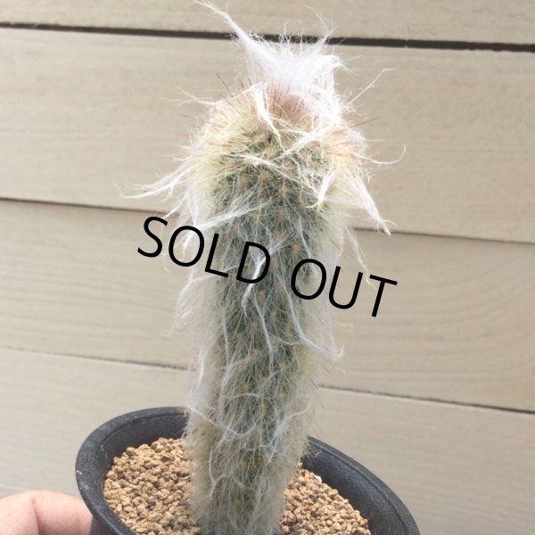 画像3: エスポストア　mirabilis (3)