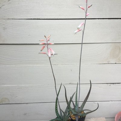 画像1: アロエ　albiflora  ×  bowiea
