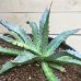 画像5: Agave horrida  perotensis