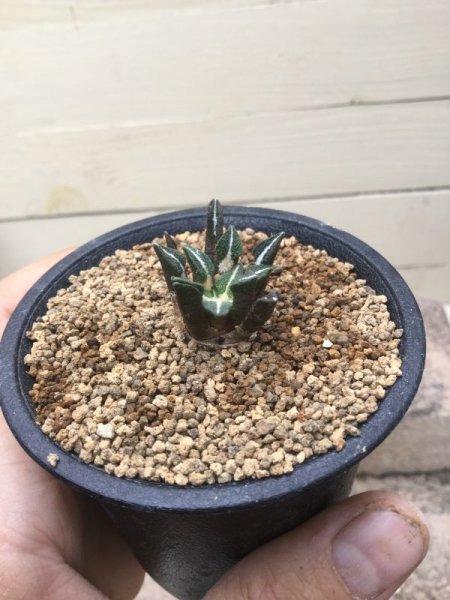 画像3: アリオカルプス  黒牡丹 (3)