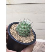 サンプル1: Mammillaria  boolii