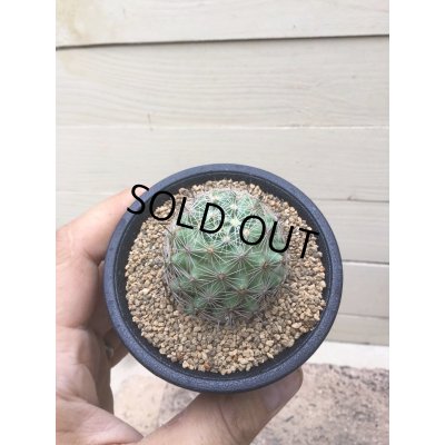 画像4: Mammillaria  boolii