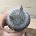 画像2: Mammillaria  guelzowiana  '  麗晃殿 ' (2)