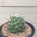 画像3: Mammillaria  boolii (3)