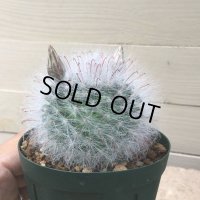 Mammillaria  guelzowiana  '  麗晃殿 '