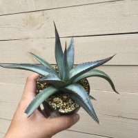 Agave purpusorum