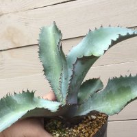 Agave marmorata