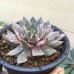 画像2: センペルビウム　Sempervivum Streaker　‘ストリーカー’　(ストライカー錦) (2)