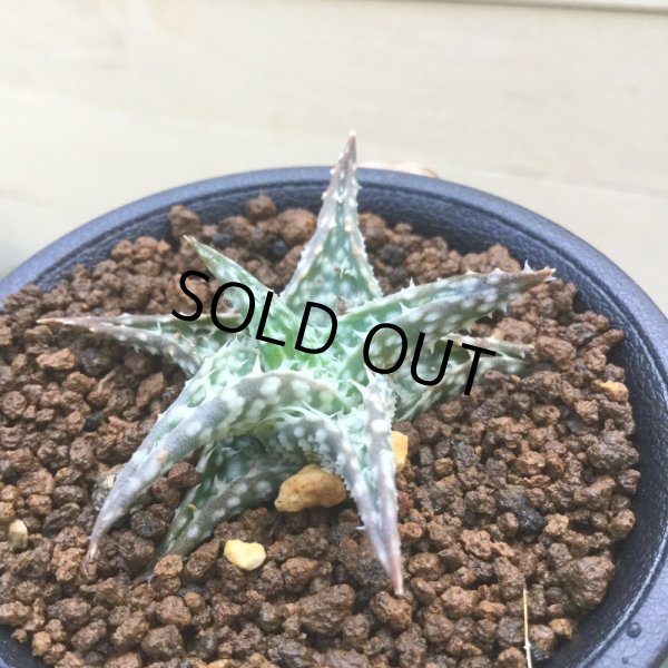 画像6: アロエ  ディスコイングシー (6)