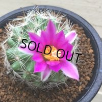 Mammillaria  boolii