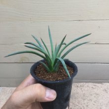 サンプル1: Agave stricta - v . echinus