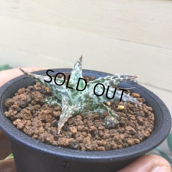 画像3: アロエ  ディスコイングシー (3)