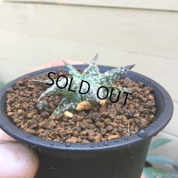 画像4: アロエ  ディスコイングシー (4)