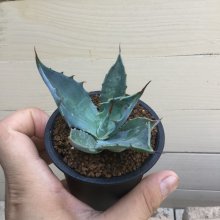 サンプル1: Agave wocomahi