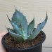 画像2: Agave wocomahi (2)