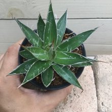 サンプル1: Agave filifera