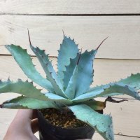 Agave potatorum  -  verschaffeltii