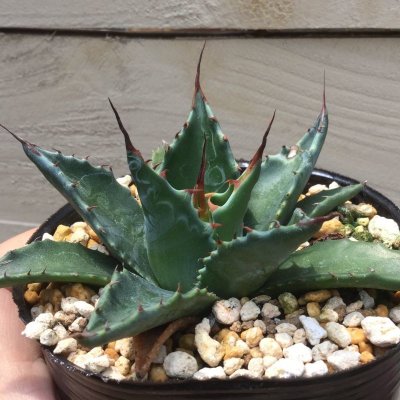 画像2: Agave montana